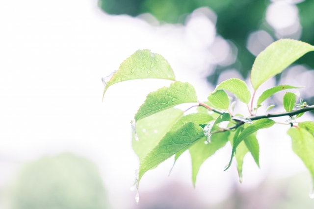 梅雨の中休みにやっておきたいこと５選 Happy Life ていねいな暮らし